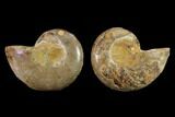 Cut & Polished Agatized Ammonite Fossil- Jurassic #131650-1